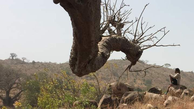 Sous le Baobab